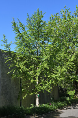 Ginkgo-Baum mit üppigem Laub steht neben einer Mauer unter blauem Himmel.