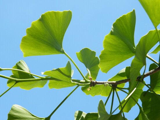 Grüne Ginkgoblätter vor einem blauen Himmel