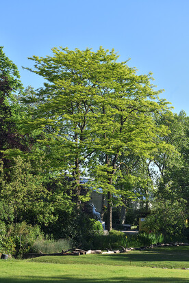 Zwei Bäume mit hellgrünem Laub in einer sonnigen Parklandschaft.
