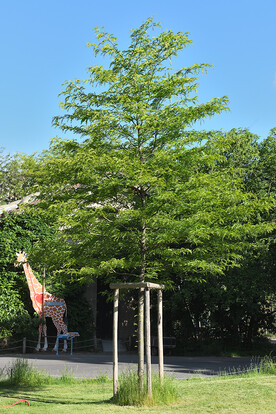 Grüner Baum auf einer Wiese im Zoo mit einer Giraffenfigur im Hintergrund.