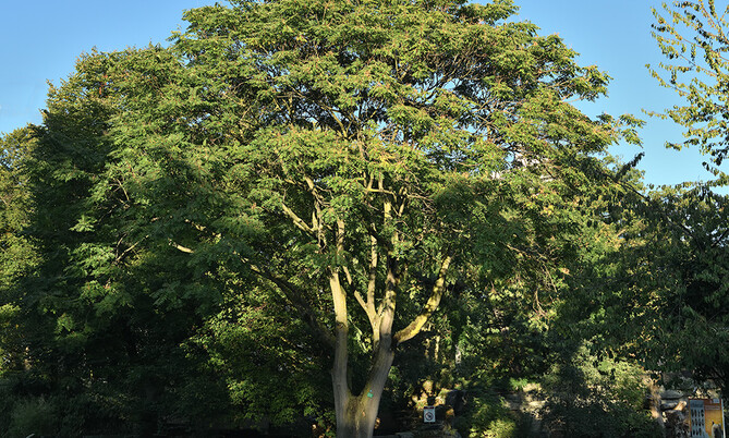 33 Götterbaum-Ailanthus altissima