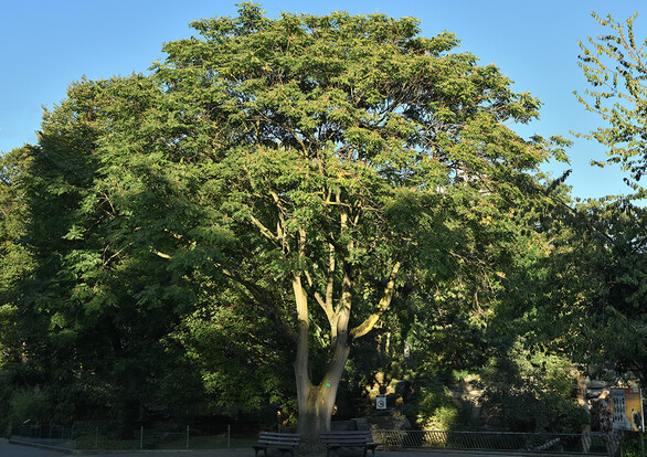 Ausladende dunkelgrüne Baumkrone vor blauem Himmel.