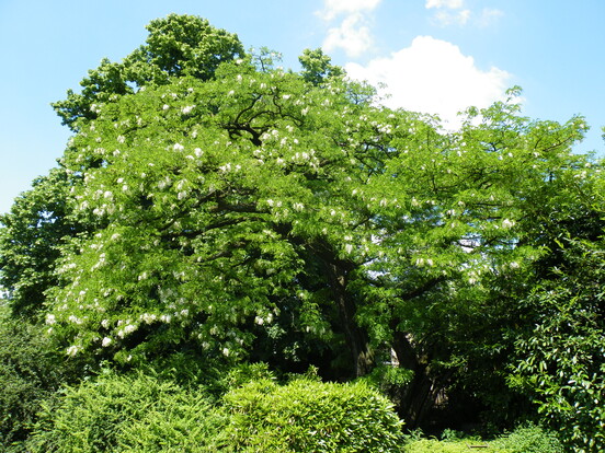 Kröne eines Götterbaumes mit grünem Laub und weißen Blüten vor blauem Himmel.