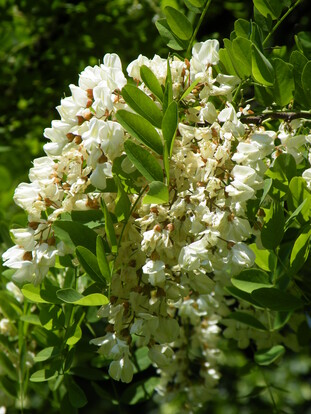 weiße Blüten eines Götterbaumes, die in voller Blüte stehen und an Zweigen hängen.