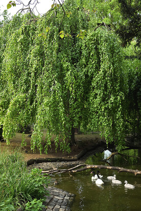 Baum mit herabhängenden Ästen mit grünem Laub, umgeben von Schwänen an einem ruhigen Teich.