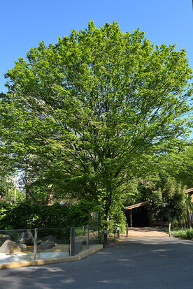 Ein großer, grüner Baum an einem gläsernen Zaun und einem Weg.