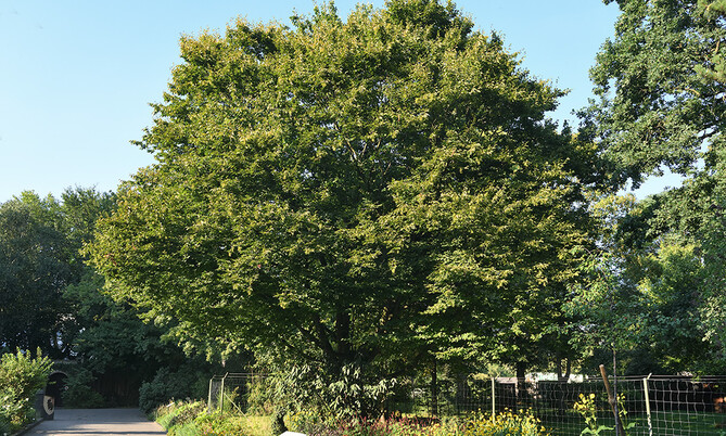 470  Hainbuche-Carpinus betulus
