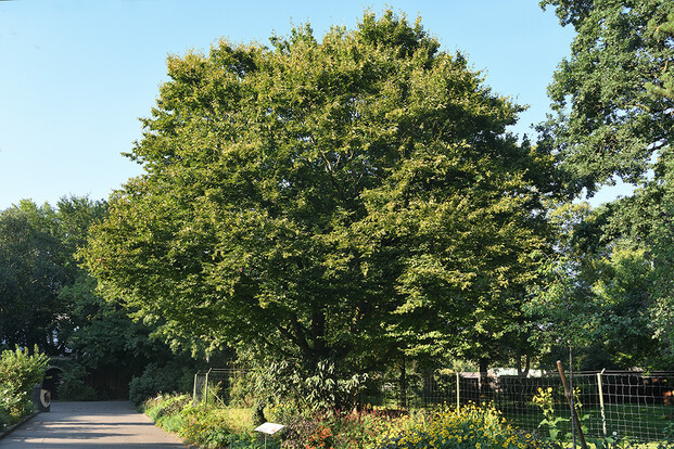 Großer, grüner Baum im Park, an einem Gehweg bei klarem Himmel.