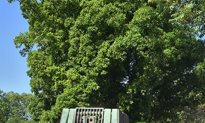 236-239 Immergrüne Eichen-Quercus turneri Pseudoturneri 2
