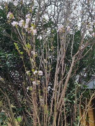 Blühender Baum mit zarten, weißen Blüten vor grünem Laub
