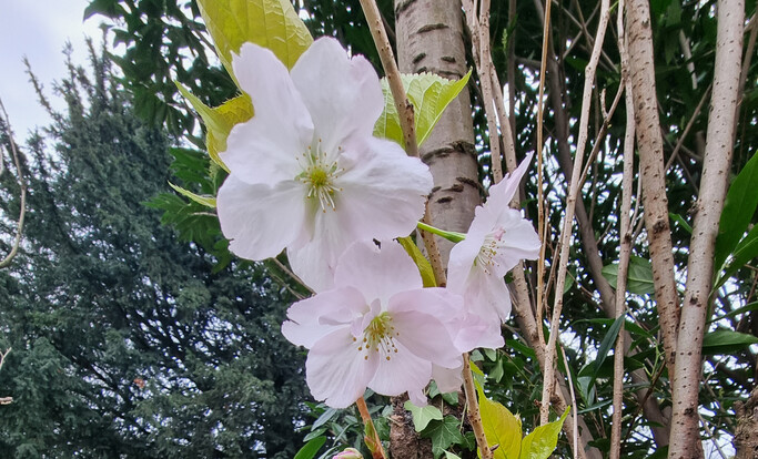 Blühende Kirschblüten mit zarten rosa Blüten und frischem grünem Laub vor dunklem Baum