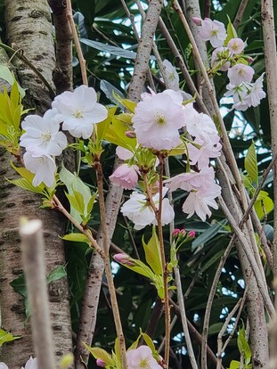 Blühende Kirschblüten mit zarten rosa Blüten und frischem grünem Laub in einer natürlichen Umgebung.