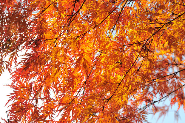 Bunte Herbstblätter in warmen Orangetönen mit Sonnenstrahlen im Hintergrund.