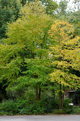 Herbstliche Landschaft mit grünen und gelben Bäumen in einem Garten.