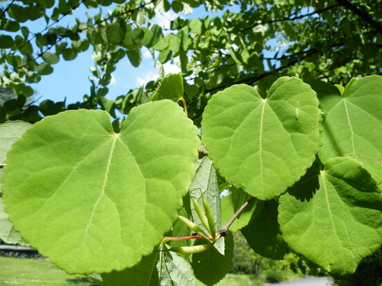 Grünes Herzblatt mit hellgrüner Farbe und gezacktem Rand, vor blauem Himmel mit Sonnenlicht.