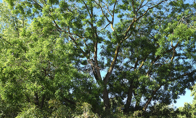 435 Japanischer Pagodenbaum1-Sophora japonicum