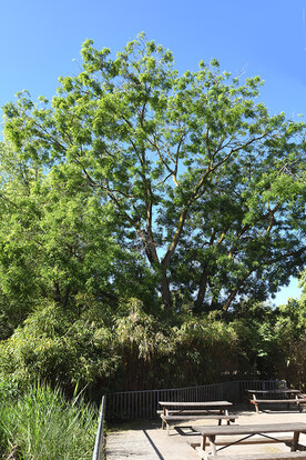 Großer Baum mit grünem Laub vor einem blauen Himmel, umgeben von Büschen und einigen Holzbänken.