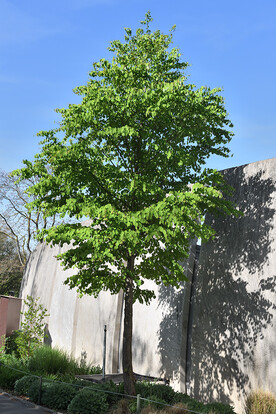 Großer Baum mit grünem Laub vor einer grauen Wand im Sonnenlicht.