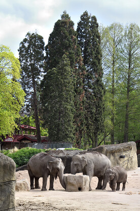 Gruppe von Elefanten, einschließlich eines Jungtieres, in einem Zoo bei grünen Bäumen im Hintergrund.