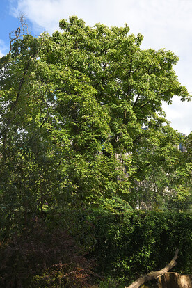 Großer, grüner Baum mit üppigem Laub vor leicht bewölktem Himmel.