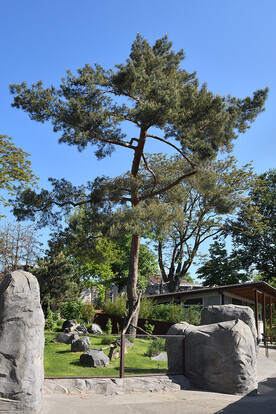 Hoher Baum mit grünem Laub in einem Gehege mit Steinen und klar blauem Himmel.