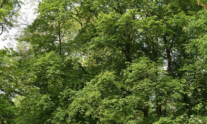 Großer Baum mit dichtem, grünem Laub in einem Park mit Holzschaukel im Vordergrund.