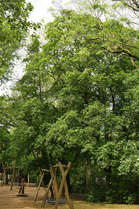 Großer Baum mit dichtem, grünem Laub in einem Park mit Holzschaukel im Vordergrund.