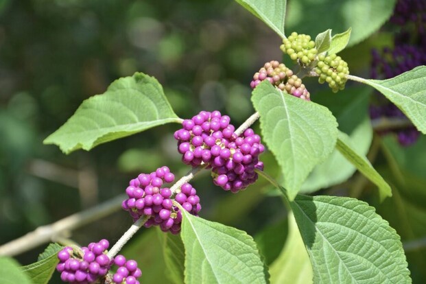 Pflanze mit lila Beeren und grünen Knospen, umgeben von grünen Blättern.