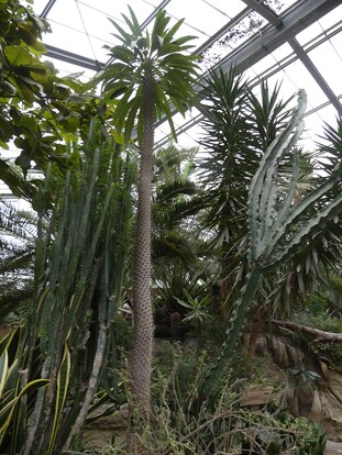 Grüne Pflanzen im Tropenhaus mit hohen Palmen und verschiedene Kakteen.