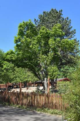 Großer Baum mit grünen Blättern und Holzlattenzaun, umgeben von Natur und blauen Himmel.