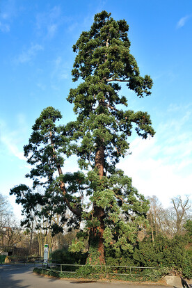 Hoher Baum mit grünen Nadeln und dickem Stamm, vor blauem Himmel und ruhigen Umgebung.