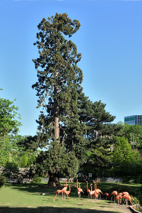 Hoher Baum mit grünen Nadeln, vor blauem Himmel, im Vordergrund eine Gruppe Flamingos.