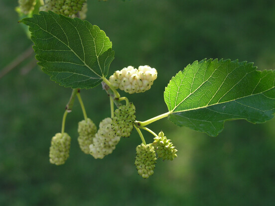 Zweige mit unreifen, grünen Maulbeeren und grünen Blättern auf unscharfem Hintergrund.