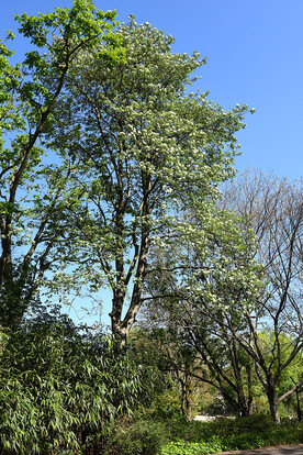 Hoher Baum mit grünem Laub und blühenden weißen Blüten vor klarem blauen Himmel.