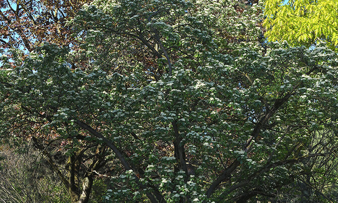 250-251 Mehlbeeren Sorbus aria
