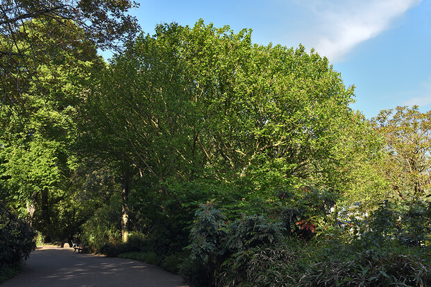 Grüner Baum in einem Park mit einem klaren blauen Himmel und einem Weg  im Vordergrund.