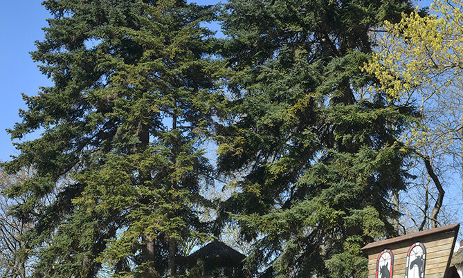 79 Nikko-Tanne-Abies homolepsis