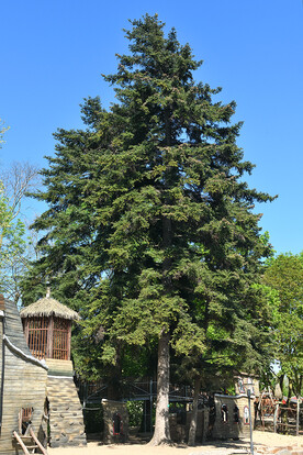 Hoher Nadelbaum auf einem Spielplatz mit großen Holzhäusern und blauem Himmel.