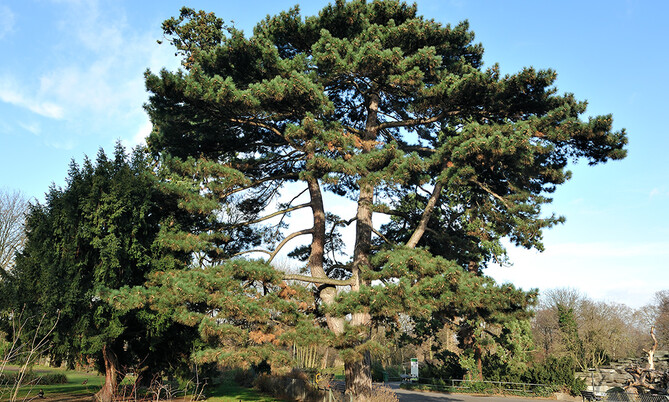 9 Östreich Schwarzkiefer1-Pinus nigra