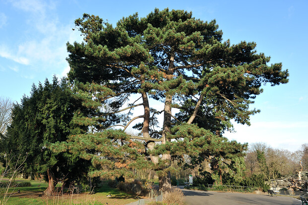 Großer Baum mit breiter Krone und grünen Nadeln vor blauem Himmel in einem Park.