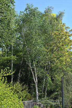 Hochgewachsener Birkenwald mit frischen, grünen Blättern und blauem Himmel im Hintergrund.