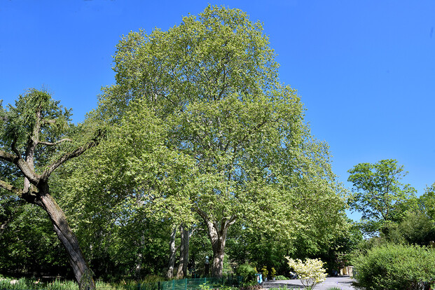 Großer grüner Baum vor blauem Himmel, umgeben von weiterer grüner Vegetation im Park.