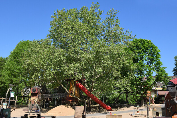 Großer Baum auf einem Spielplatz mit Rutsche und grüner Umgebung.