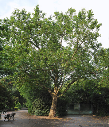 Großer Baum im Park mit dichten grünen Blättern und einer Bank im Vordergrund.