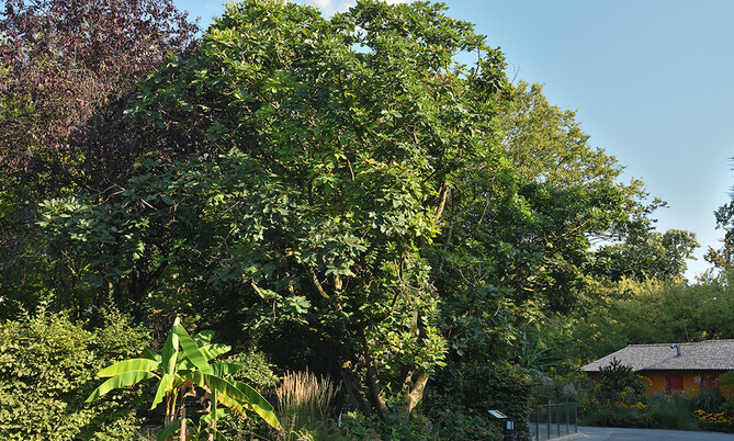 Grüner Baum und tropische Pflanze in einer Landschaftsaufnahme mit einem Holzhaus im Hintergrund.