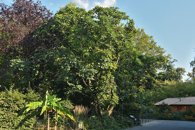 Grüner Baum und tropische Pflanze in einer Landschaftsaufnahme mit einem Holzhaus im Hintergrund.