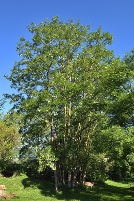 Schöner ausgewachsener Baum mit üppigem grünem Laub vor klarem blauen Himmel.