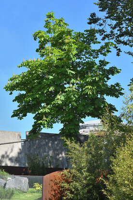Grüner Baum vor blauen Himmel, Standort mit modernen Architektur-Elementen im Hintergrund.