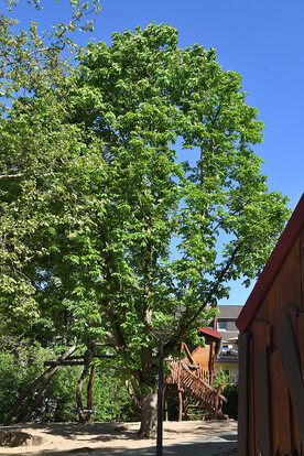 Großer grüner Baum im Freien, mit sonnigem Himmel und Spielplatz im Hintergrund.