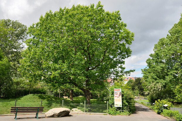 Großer Baum in einem Park mit einer Bank im Vordergrund und einer grünen Wiese im Hintergrund.